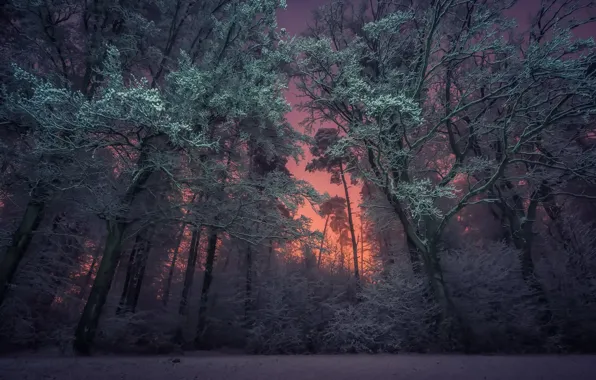 Зима, лес, ночь