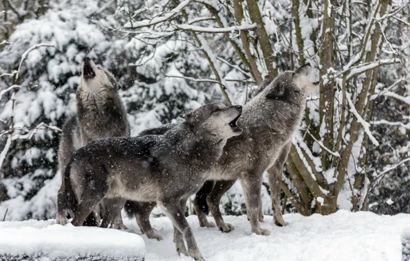 Картинка зима, природа, волки