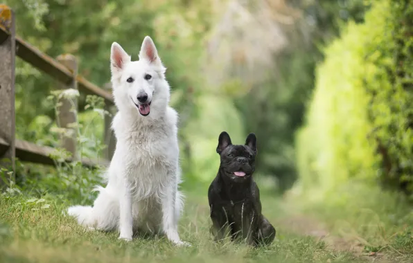 Картинка собаки, природа, пара, друзья, боке, две собаки, Французский бульдог, Белая швейцарская овчарка