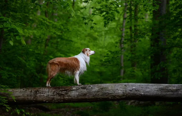 Лес, дерево, рыжий, пёс