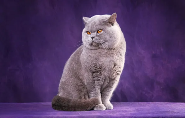 Кошка, кот, взгляд, поза, серый, лапки, лапы, мордочка