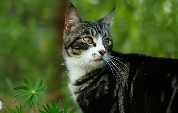 Кошка, цветок, кот, взгляд, морда, листья, природа, портрет