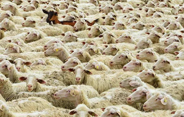 Картинка овцы, Германия, Бавария, коза, отара, Майн-Шпессарт