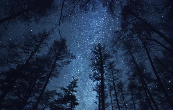 Картинка лес, небо, деревья, ночь, природа, звёзды