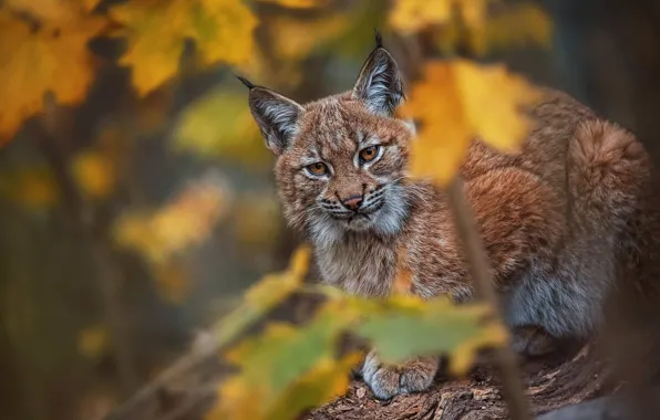 Осень, взгляд, листья, хищник, рысь, дикая кошка, боке