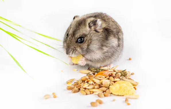 Картинка малыш, белый фон, злаки, милашка, грызун, rodent, white background, cutie