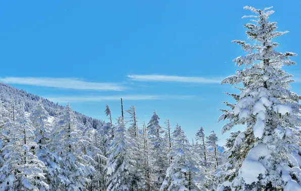 Картинка зима, лес, снег, деревья, склон