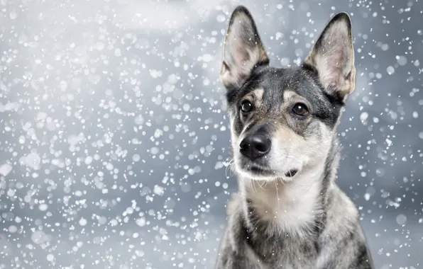 Морда, снег, портрет, собака, уши