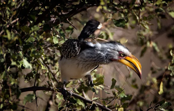 Птица, Tockus leucomelas, Yellow-billed Hornbill