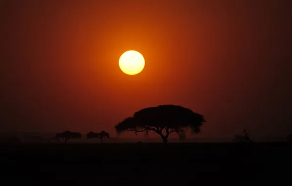 Солнце, закат, дерево, африка