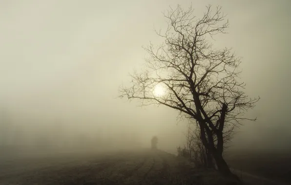 Картинка пейзаж, ночь, туман, дерево