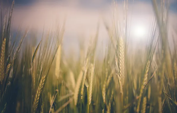 Картинка пшеница, поле, небо, облака, стебли, колос, ферма, поле пшеницы