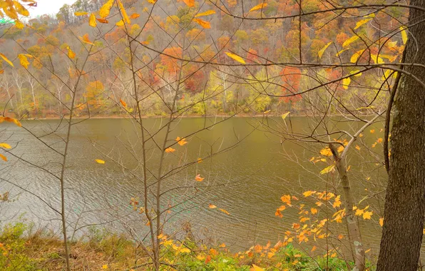 Картинка осень, листья, деревья, река, склон