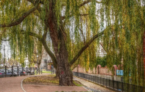 City, tree, street, building