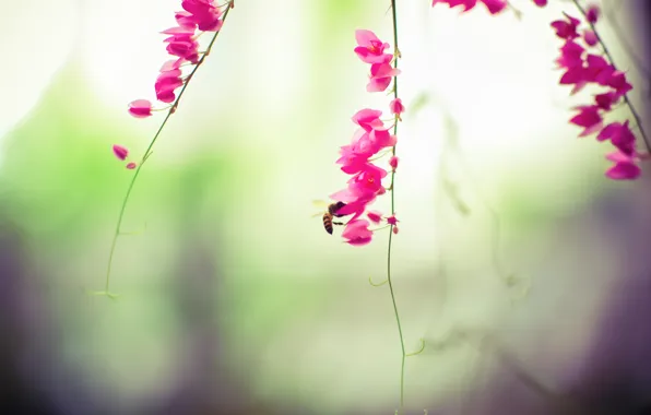 Картинка цветы, пчела, насекомое, розовые, усики