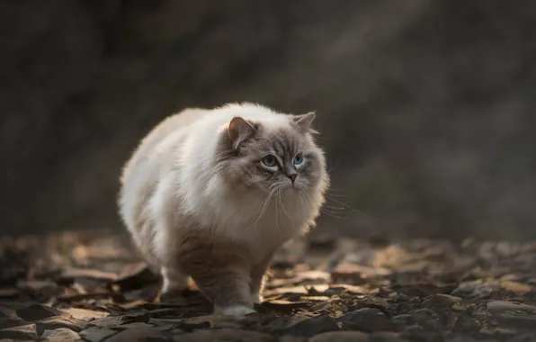 Кошка, кот, взгляд, природа, поза, камни, прогулка, мордашка