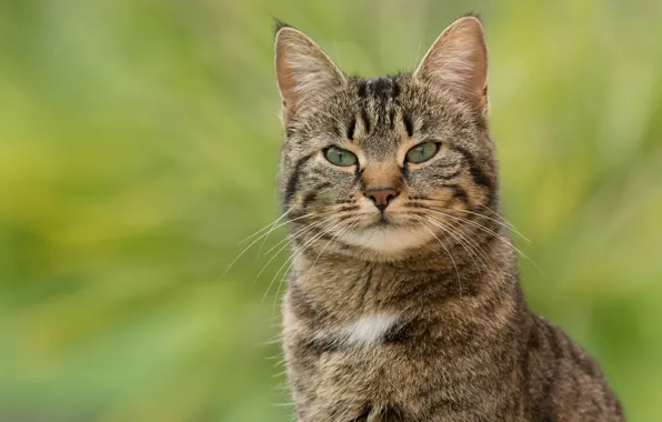 Картинка кошка, кот, взгляд, морда, серый, портрет, полосатый, зеленый фон
