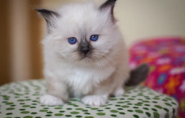 Взгляд, малыш, котёнок, голубые глазки