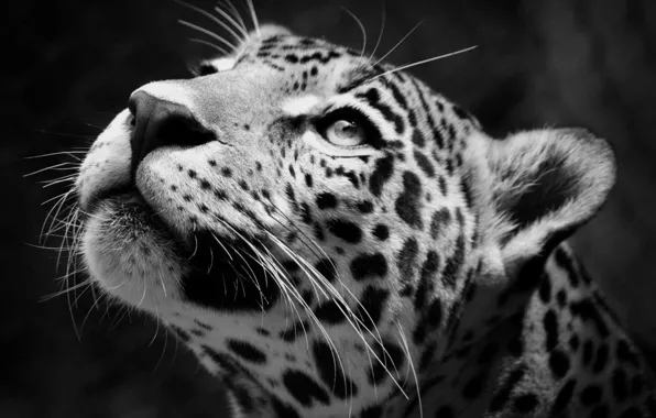 Картинка Jaguar, Predator, Animal