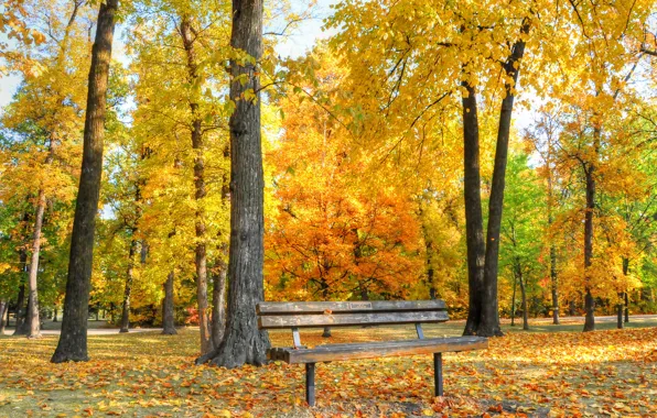 Картинка осень, деревья, парк, скамья