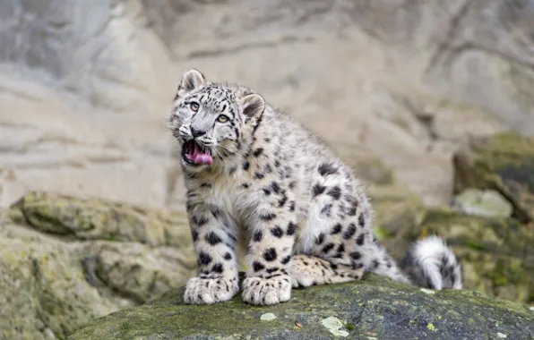 Язык, кошка, взгляд, камень, ирбис, снежный барс, ©Tambako The Jaguar