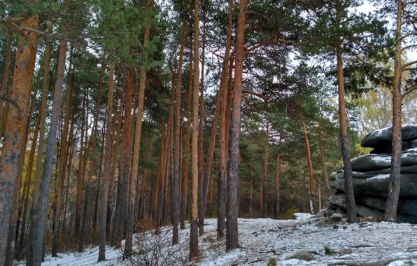 Зима, снег, природа, Сосны, лесопарк, каменные палатки