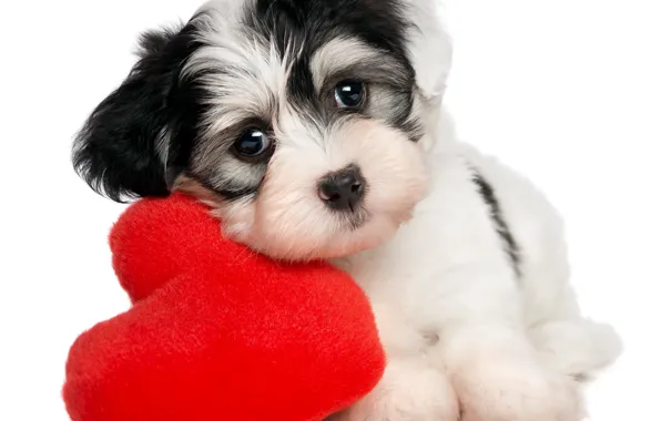 Сердце, щенок, puppy, heart, Valentines Day