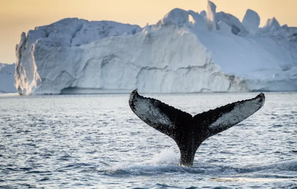 Картинка tail, iceberg, whale, greenland