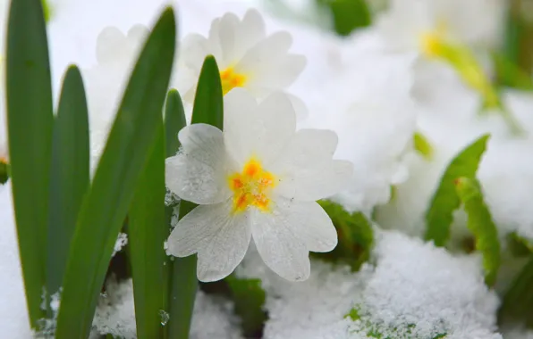 Снег, Snow, Белые цветы, White flowers