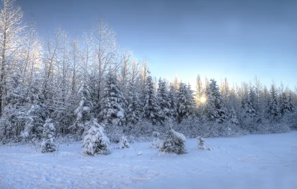 Зима, деревья, пейзаж, закат, природа