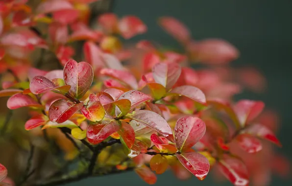 Листья, макро, ветки
