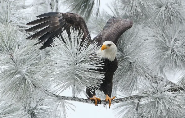 Картинка зима, птица, ветка, ястреб, белоголовый орлан