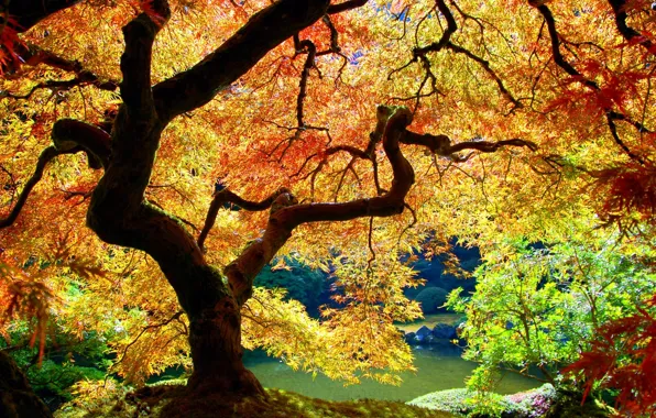 Дерево, Осень, Листья