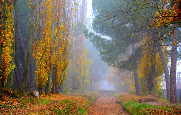 Дорога, осень, лес, листья, деревья, ветки, природа, туман