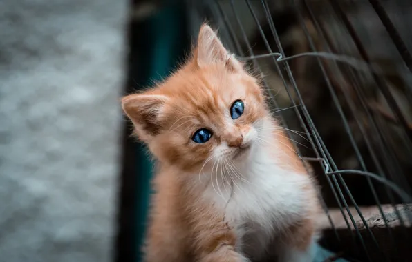 Кошка, взгляд, поза, котенок, сетка, малыш, рыжий, мордашка