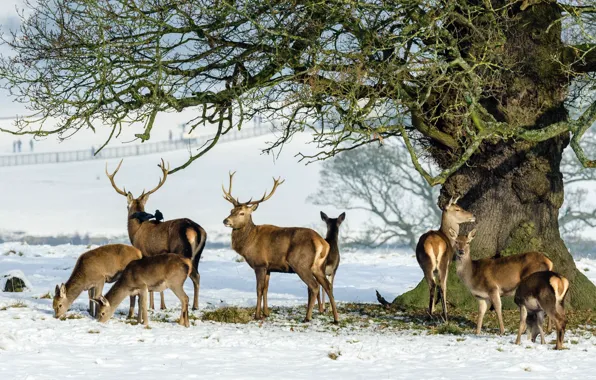 Снег, дерево, олень, семья, рога, стадо
