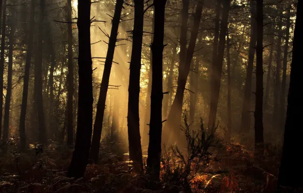 Картинка лес, утро, солнечный свет