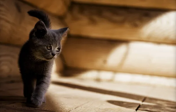 Кошка, кот, котенок, серый, cat, грустный