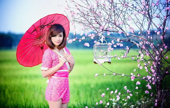 Картинка девушка, зонт, сакура, азиатка