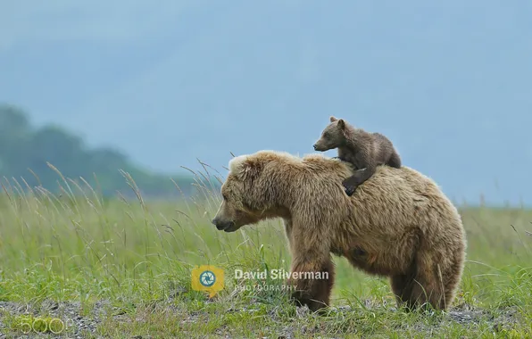 Медведи, двое, спиногрыз