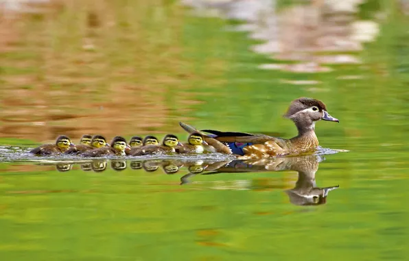 Water, ducks, swimming, mother, babies