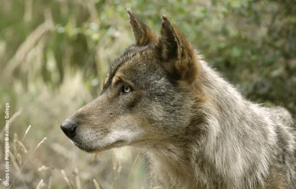 Картинка nature, predator, animal, wolf, wildlife, portrait, iberian wolf, portrait.