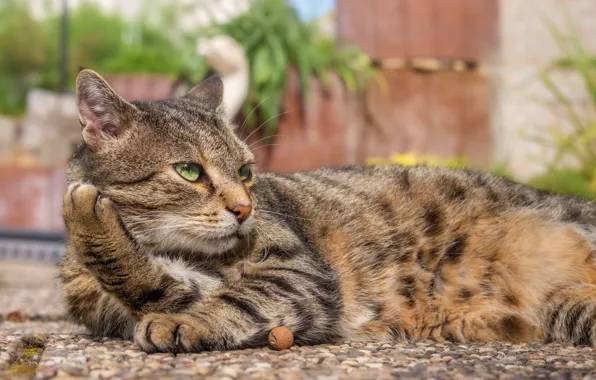 Кошка, кот, взгляд, морда, поза, камни, серый, отдых