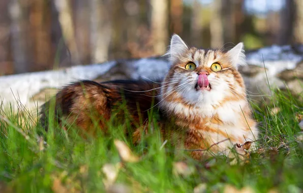 Язык, кошка, трава, кот, взгляд, природа, поза, рыжий