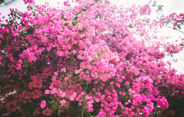 Цветы, куст, лепестки, розовые