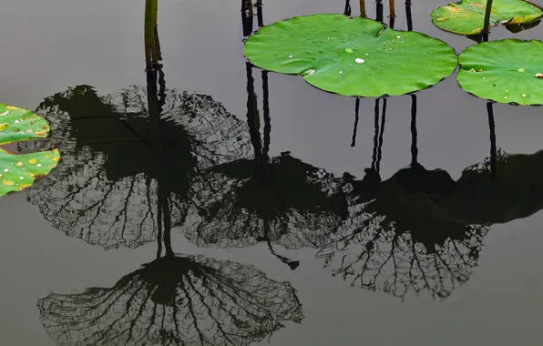 Картинка вода, отражение, Китай, Шанхай, листья лотоса