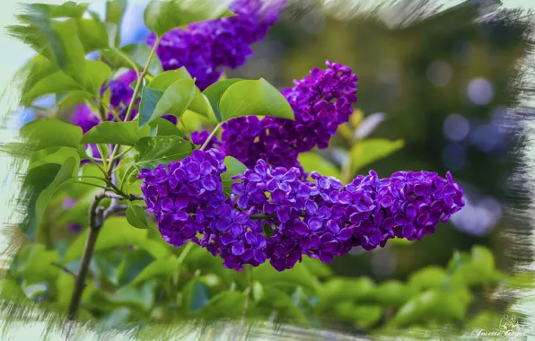 Рамка, сирень, фиолетовая сирень