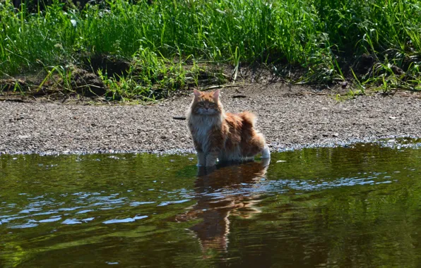 Река, рыжий кот, курильский бобтейл