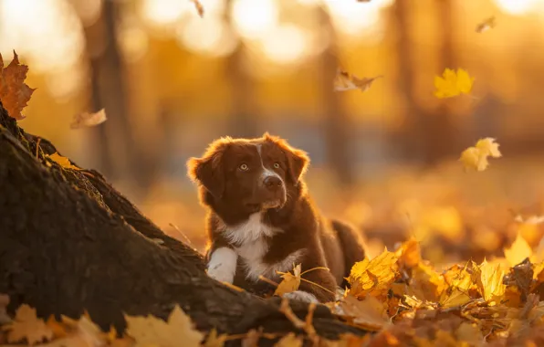 Осень, листья, собака