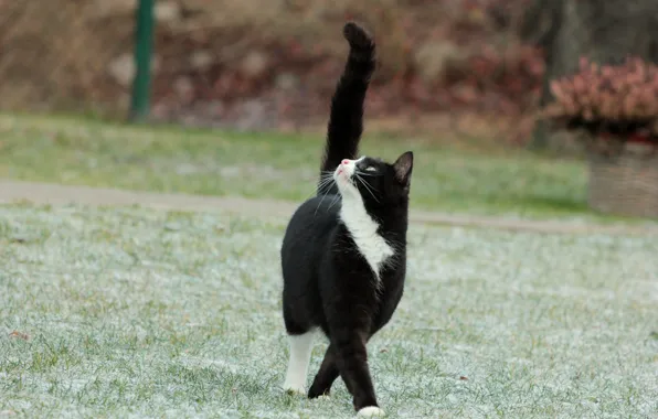 Картинка иней, кошка, трава, кот, черно-белый, хвост